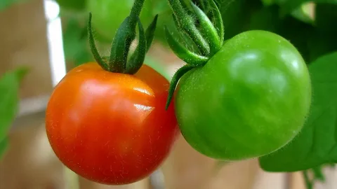 Fresh green and red tomatoes